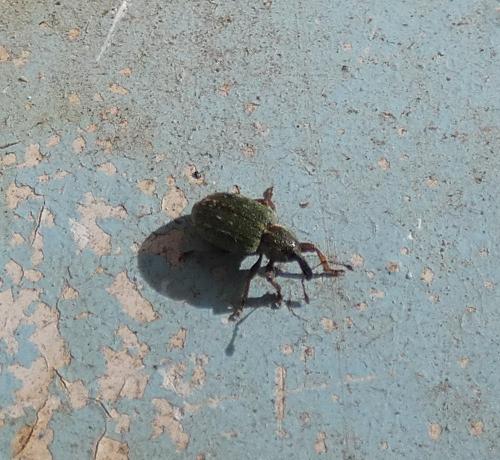 Réf. 276 655 : Hypera nigrirostris